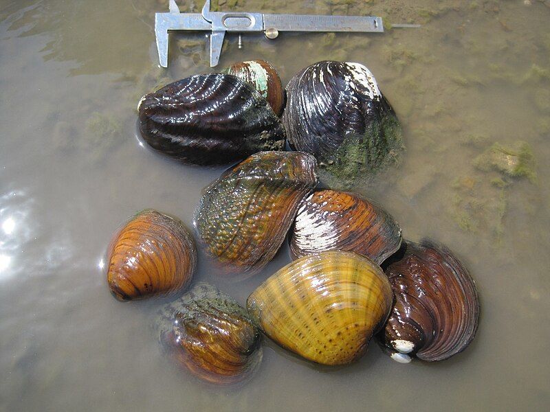 File:Freshwater mussels.jpg