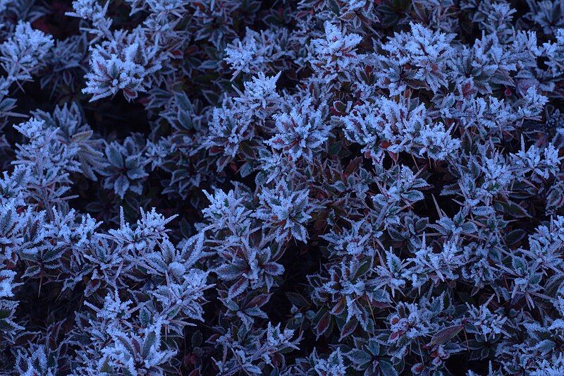 File:Frost on leaves.jpg