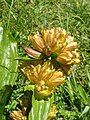 Gentiana punctata