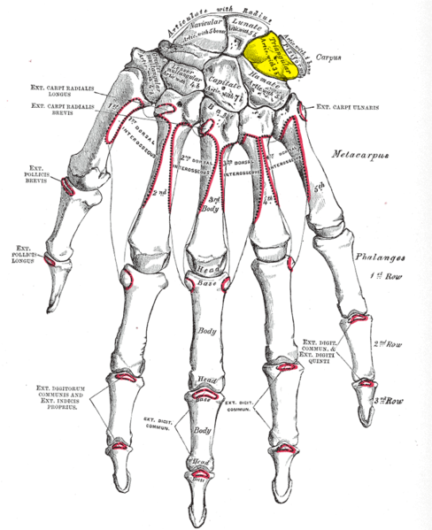 File:Gray220- Triangular bone.png