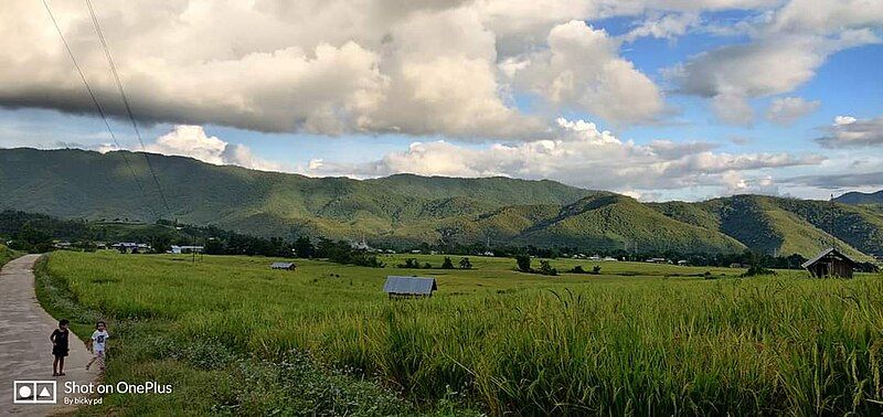 File:Green paddy.jpg