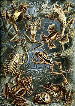 Frogs, by Ernst Haeckel