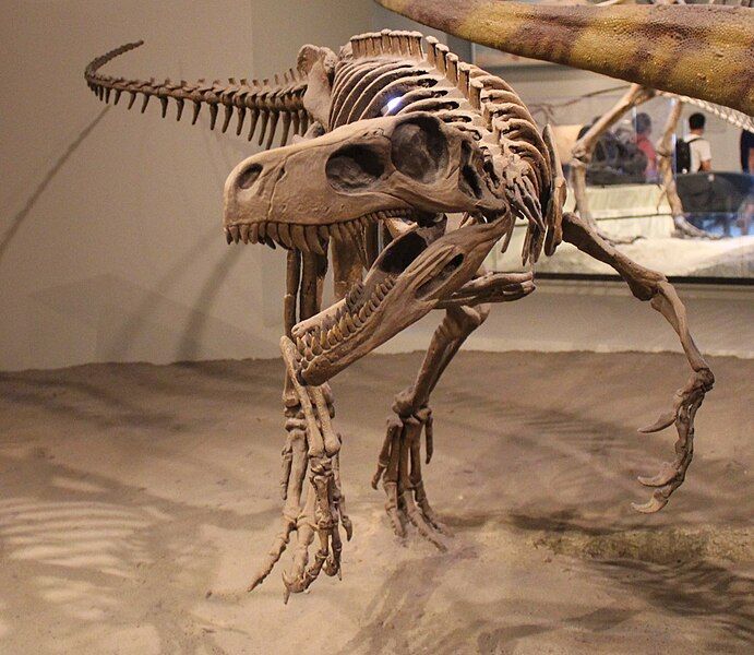 File:Herrerasaurus Field Museum.jpg