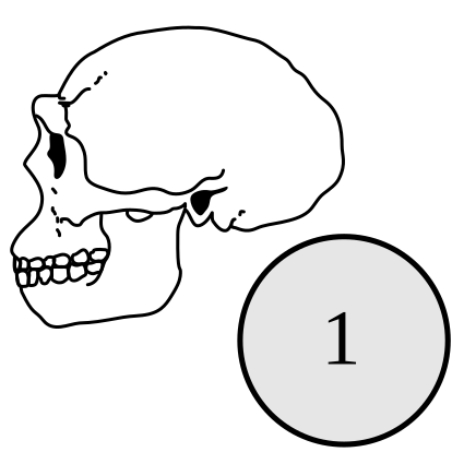 File:Homo erectus.svg