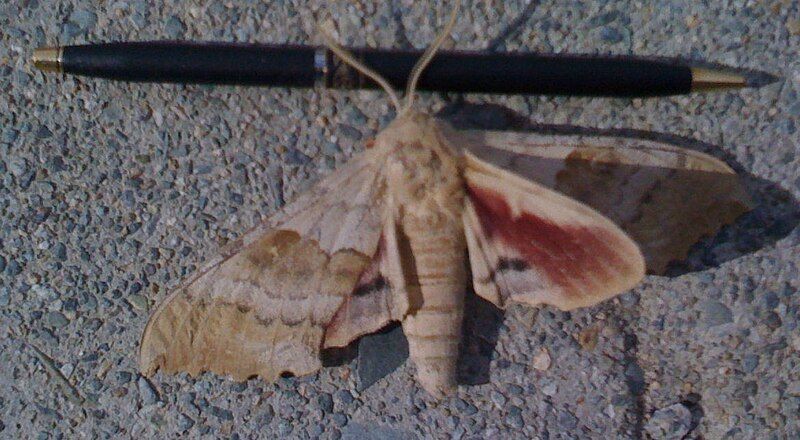 File:Hugemoth july2009 3.jpg