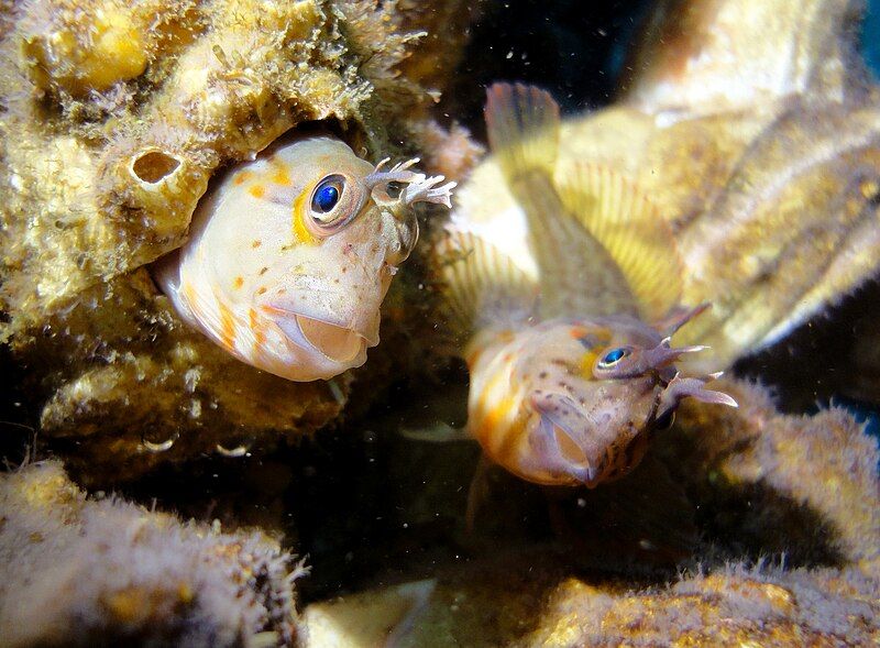 File:Hypsoblennius sordidus.jpg