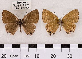 Museum specimen