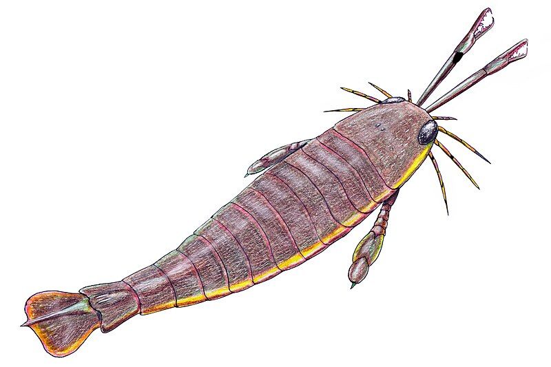 File:Jaekelopterus rhenaniae reconstruction.jpg