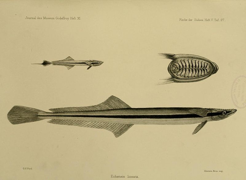 File:JournalMuseumGodoeffroyHeftXIFischederSudseeHeftVTaf97.jpg