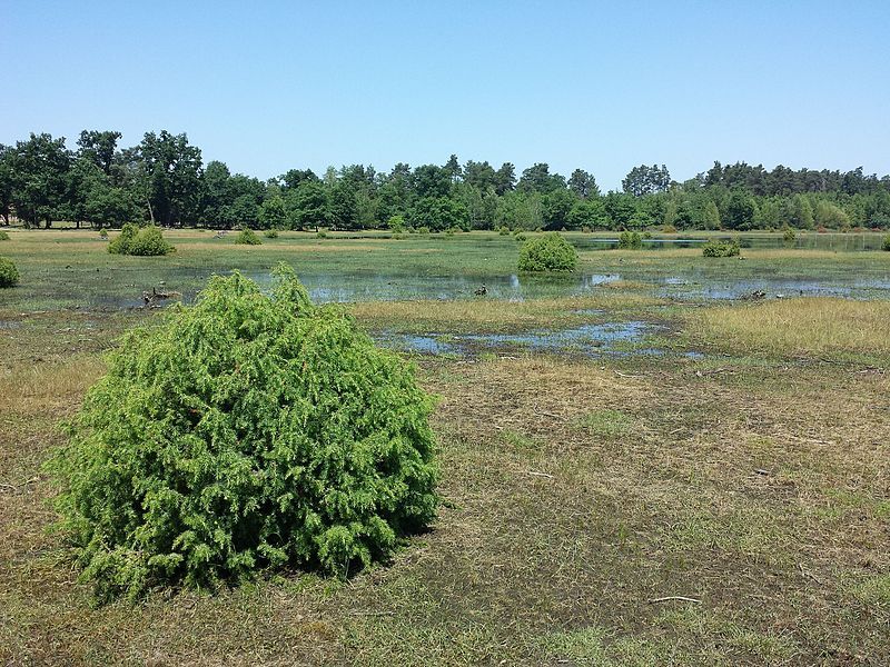 File:Juniperus communis sl2.jpg