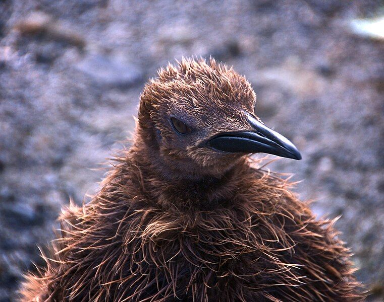 File:King penguin chick.jpg