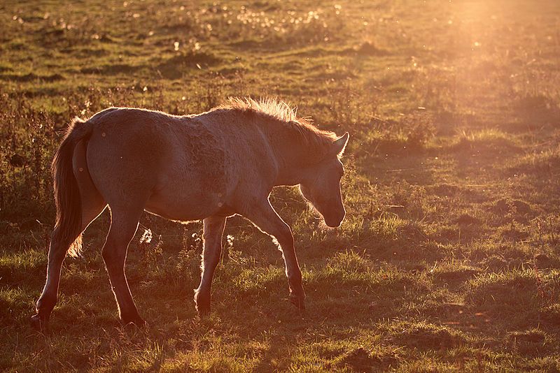 File:Konik4ib.jpg