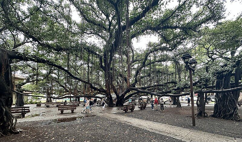 File:Lahaina Banyan Tree.jpg