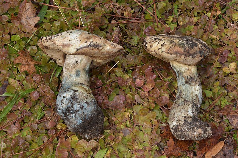 File:Leccinum.arbuticola.Alan.Rockefeller.jpg