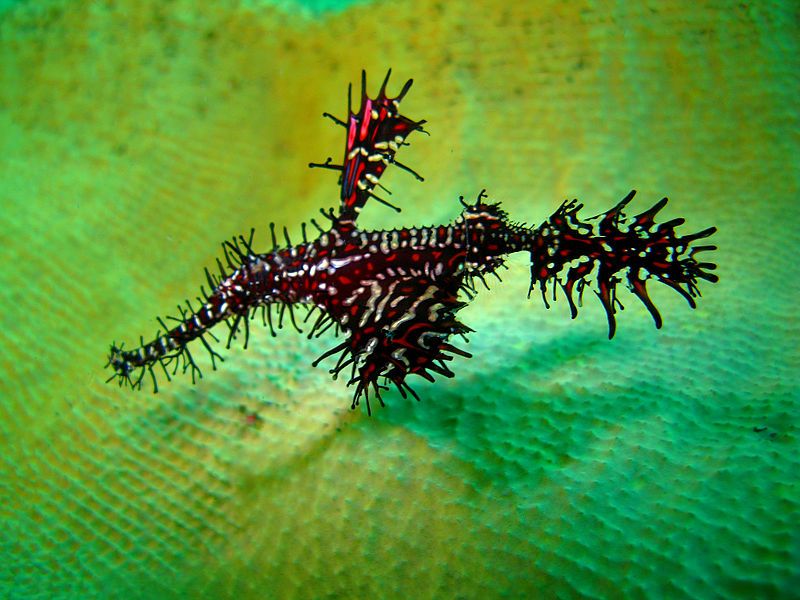 File:Lembeh Dec0420.jpg