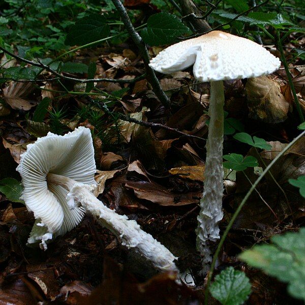 File:Lepiota clypeolaria 110923w.JPG