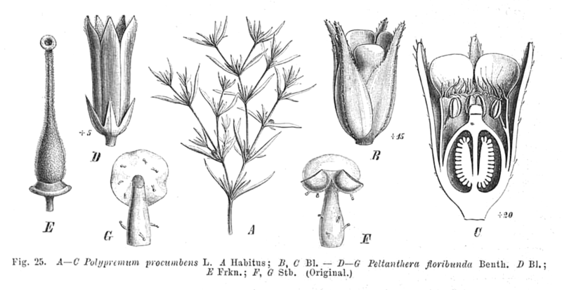 File:Loganiaceae spp EP-IV2-025.png