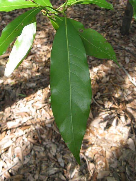 File:Machilus japonica3.jpg