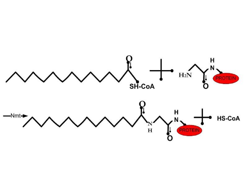 File:Myristoylation.pdf