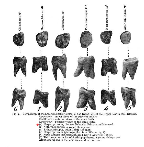 File:Nebraska Man Tooth.jpg