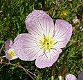 Oenothera speciosa