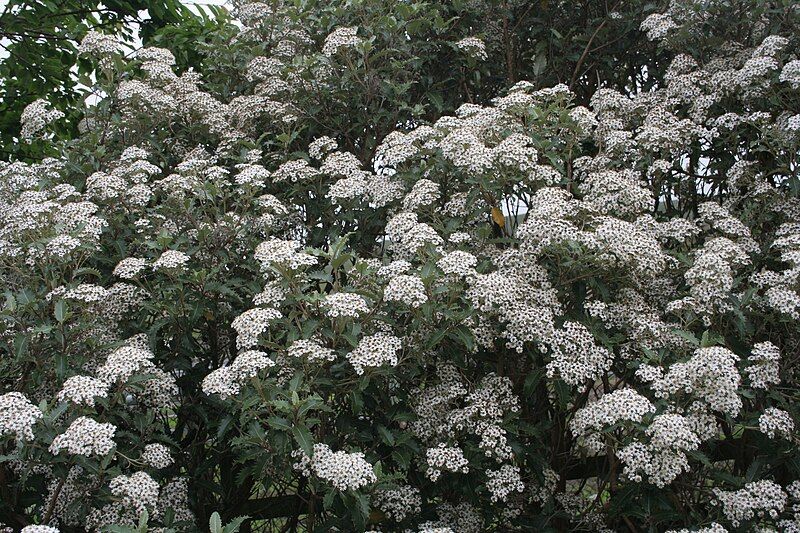 File:Olearia macrodonta.jpg