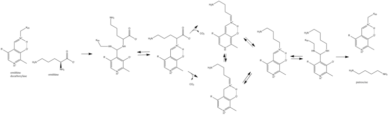 File:Ornithine decarboxylase mechanism.png