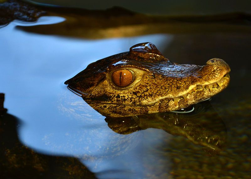 File:Paleosuchus trigonatus.jpg