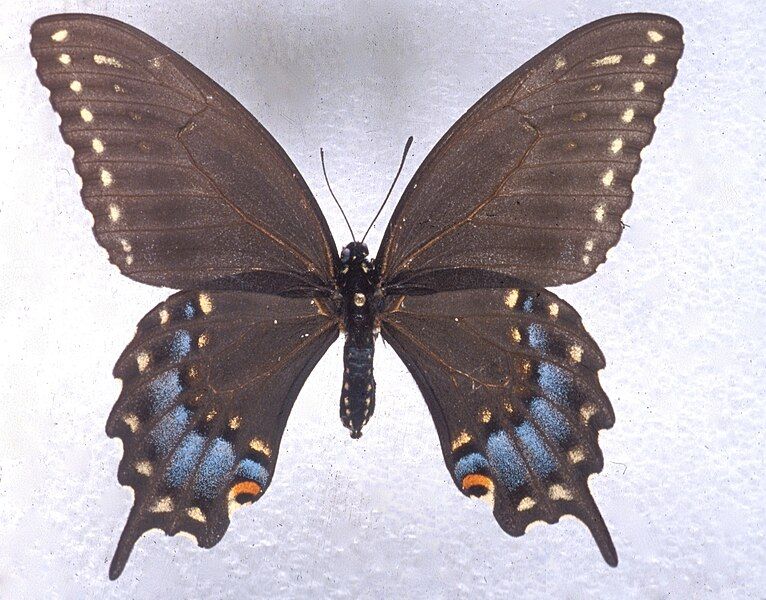 File:Papilio joanae female.jpg