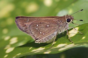 Pelopidas sp. skipper