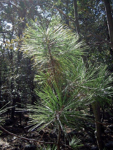 File:Pinus arizonica sapling.jpg