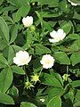 Potentilla alba