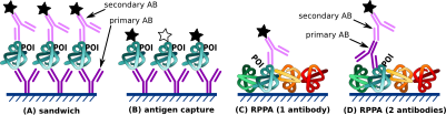 File:Protein arrays.svg