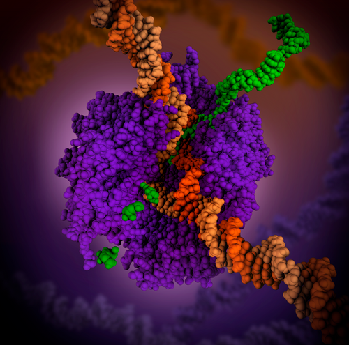 RNA Polymerase by Maria Voigt / PDB-101. RNA polymerase is a complex enzyme at the heart of transcription, whereby the enzyme unwinds the DNA double helix and uses one strand (darker orange) as a template to create the single-stranded messenger RNA (green). International Runner-Up