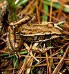 A brown patterned frog