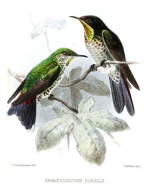 File:RhamphomicronDorsaleKeulemans.jpg