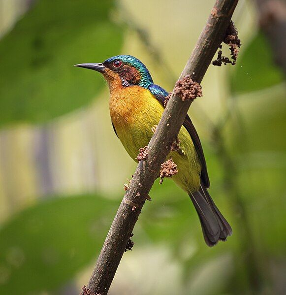 File:Ruby-cheeked Sunbird.jpg