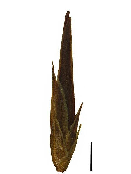 File:S gracilculmis-spikelet.jpg