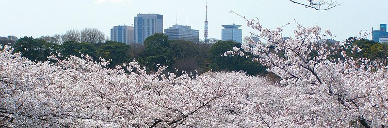 File:Sakuraintokyo.jpg