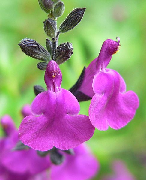 File:Salvia muelleri 3.jpg