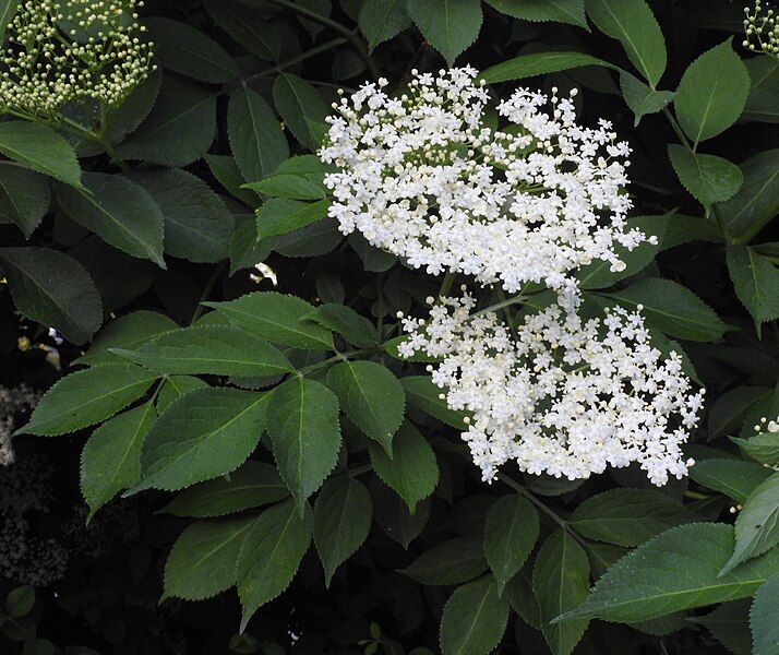 File:Sambucus nigra RF.jpg