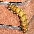 Caterpillar