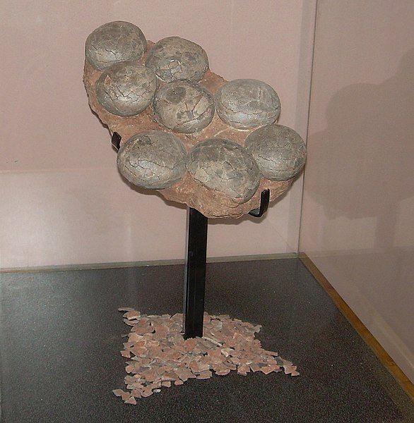 File:Segnosaurus galbinensis eggs.JPG