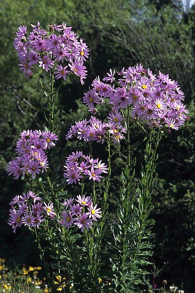 File:Senecio glastifolius S-3185.jpg