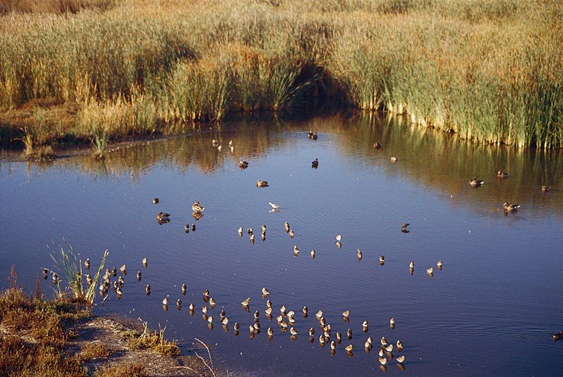 File:Small water birds.jpg