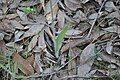 Leaf and stem of the orchid