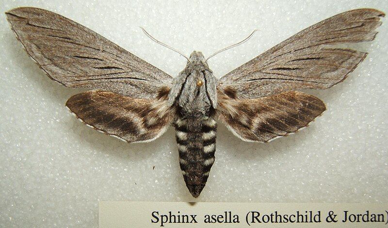 File:Sphinx asellus sjh.jpg