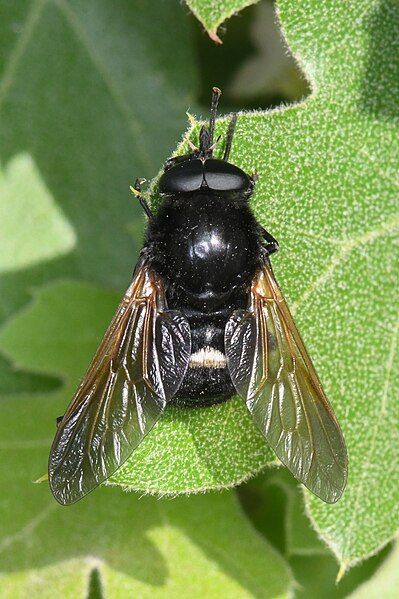 File:Stonemyia velutina.jpg