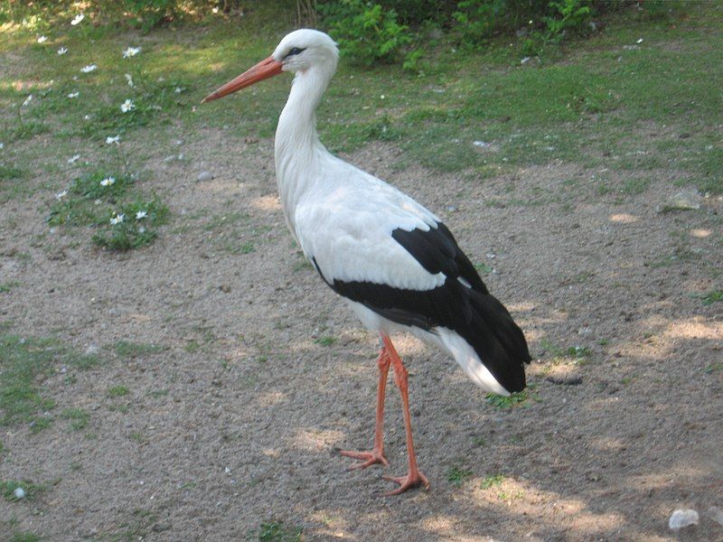 File:Tallinn-Zoo-White-Stork.jpg