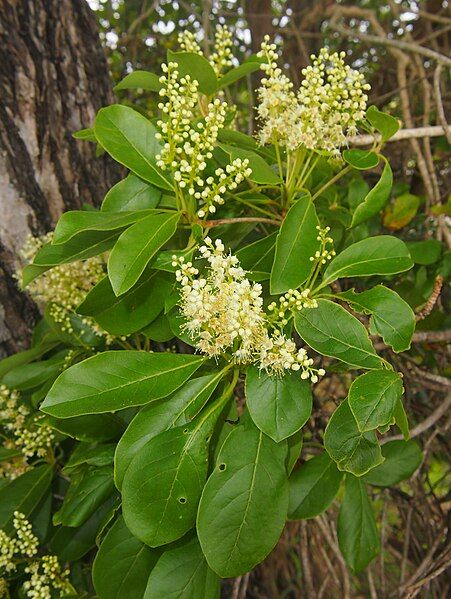 File:Terminalia porphyrocarpaiii.jpg